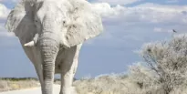 Белые слоны - Эрнест Хемингуэй